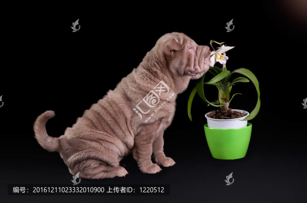 沙皮狗嗅著白色的花