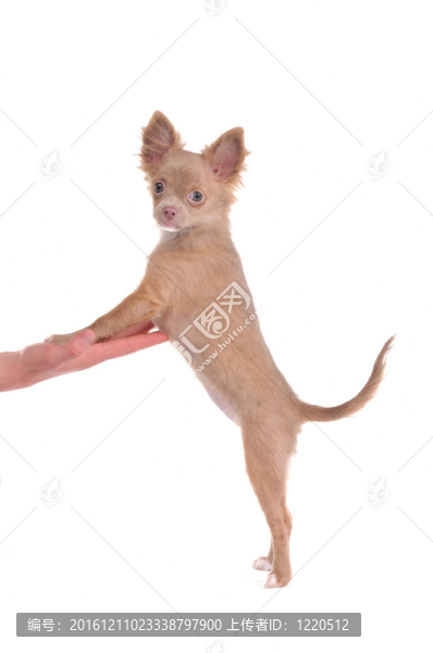 奇瓦瓦的小狗站在后腿與前腿批號棕櫚