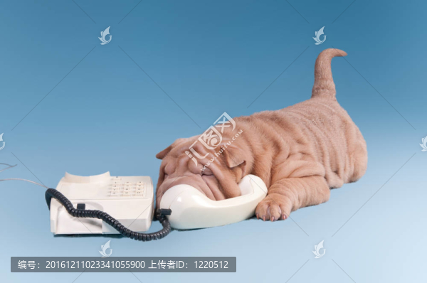 Sharpei的小狗打電話