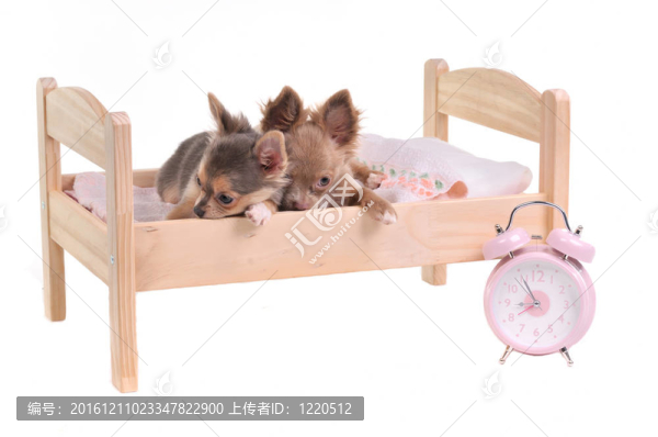 奇瓦瓦小狗躺在床上鬧鐘