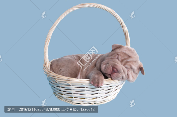 沙皮狗睡在籃子里