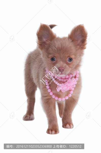 優(yōu)雅的兩個月大的小狗Chihhuahua