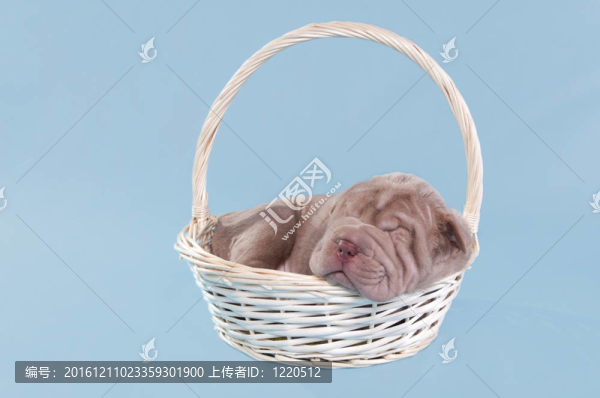 沙皮狗在一個籃子里