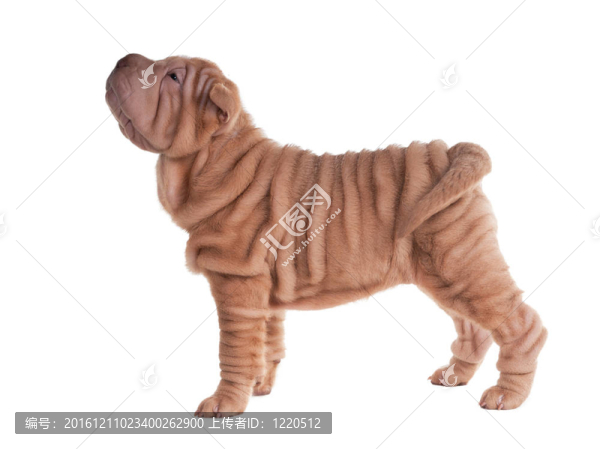 Sharpei的小狗站