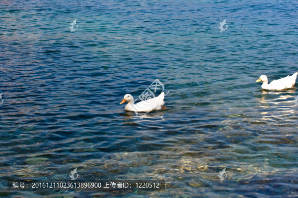 北京鴨在海