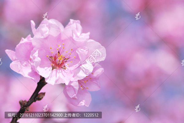 梅花