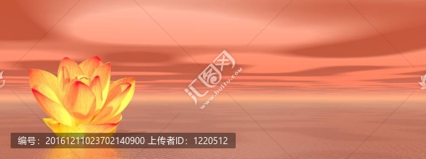 橙色海洋中的Lily,flower