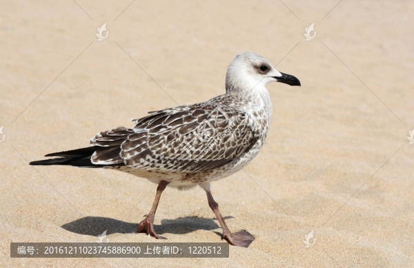 鸕鶿