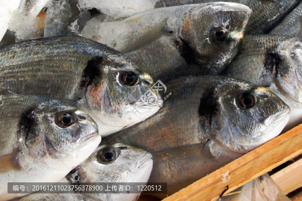 從費(fèi)特希耶市場(chǎng)的新鮮的魚(yú)