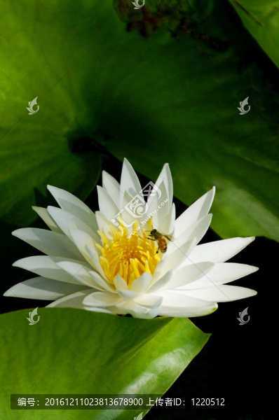 蜜蜂采集花粉