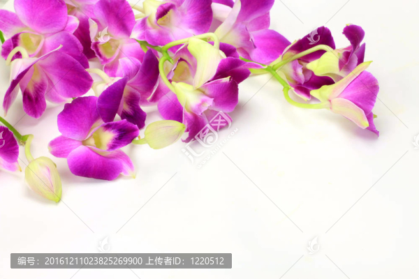 石斛
