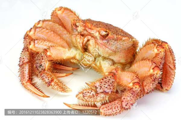 毛皇后蟹