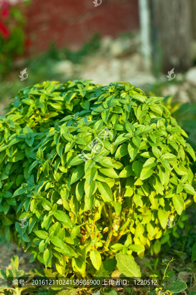 羅勒植物