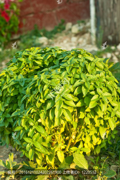 羅勒植物
