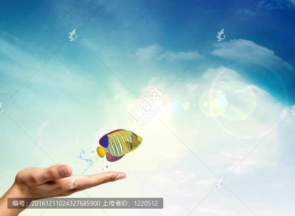 熱帶魚(yú)