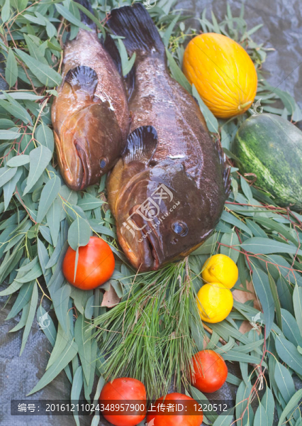 石斑魚類