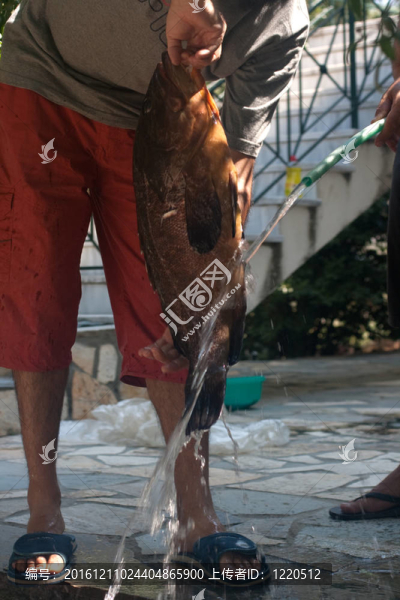 石斑魚類