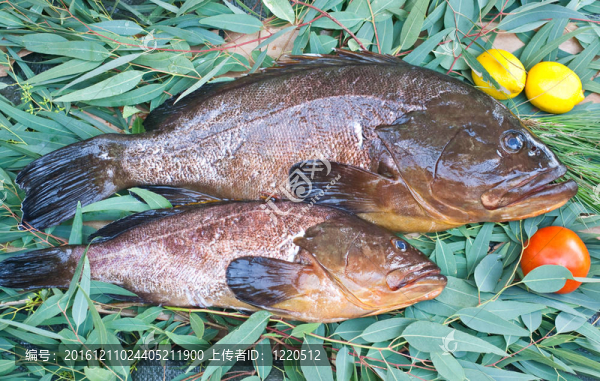 石斑魚類