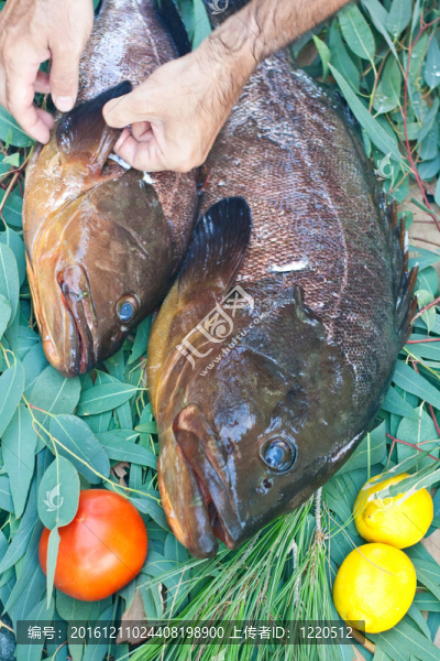 石斑魚(yú)類(lèi)