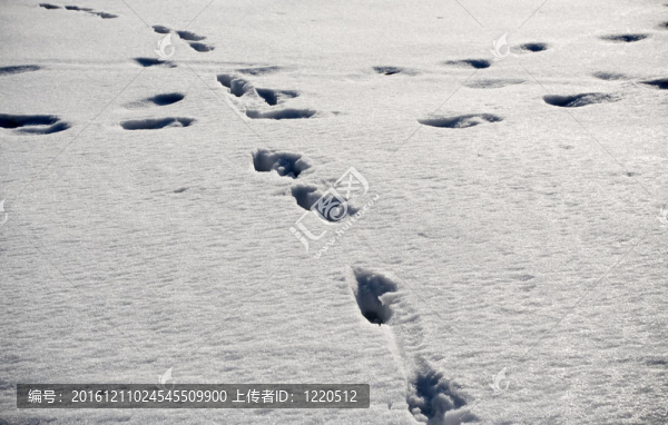 雪地上的動物腳印