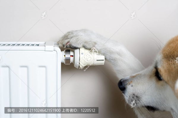 散熱器調(diào)節(jié)舒適溫度的狗