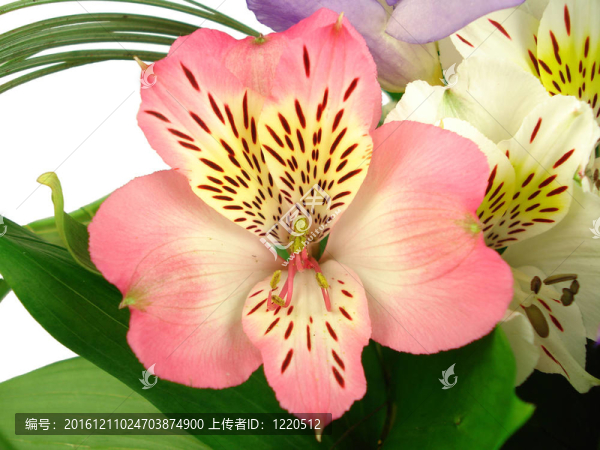 一束鮮花