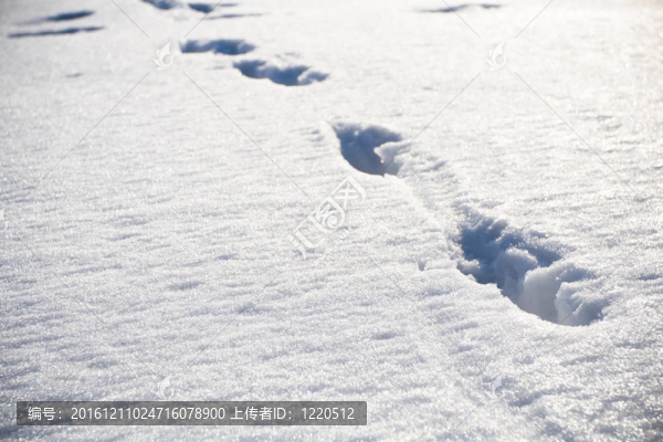 雪地上的動(dòng)物腳印