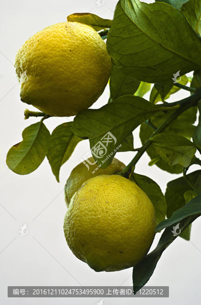 檸檬