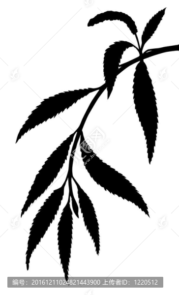 剪影柳條枝白色背景