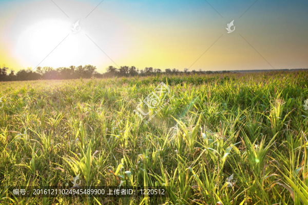 美麗的風(fēng)景