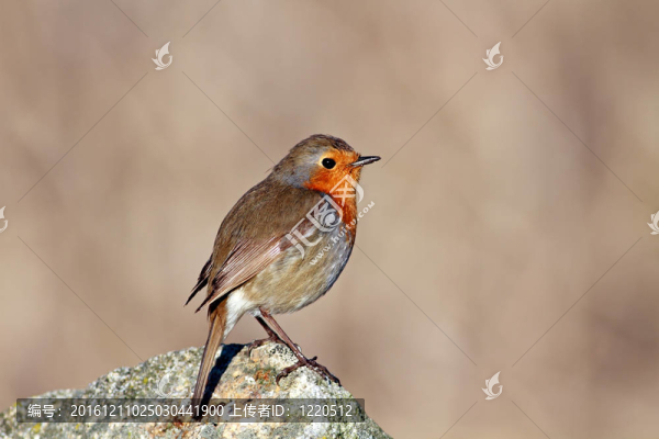 知更鳥(niǎo)