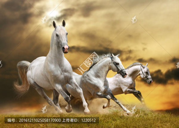白色的馬