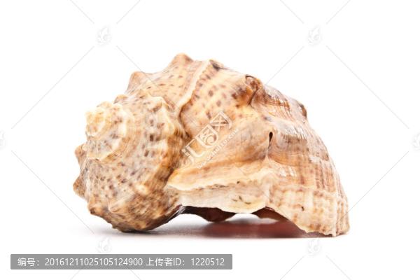貝殼