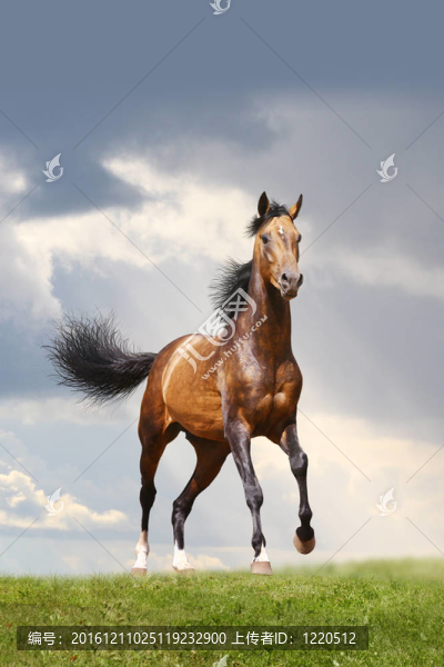 灣種馬