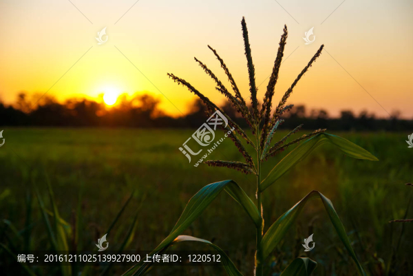 玉米植株