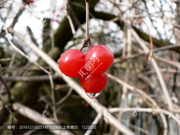 莢蒾屬漿果