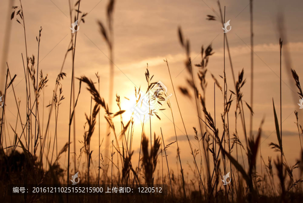 小麥
