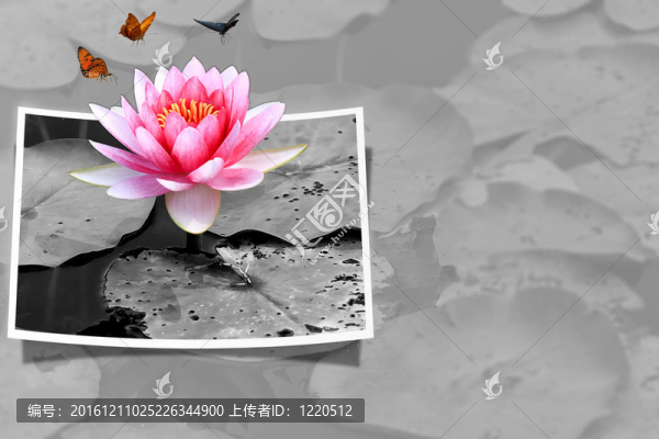 粉紅色的荷花