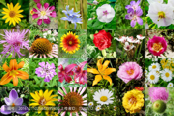 采集鮮花