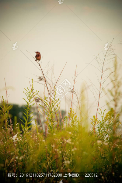 樹枝上的鳥