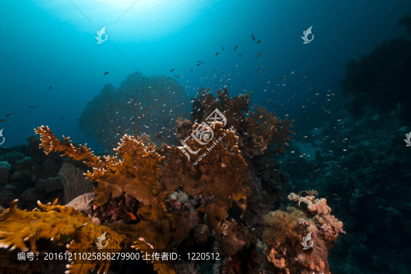 紅海中的火珊瑚。