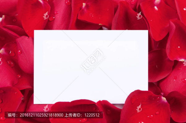 帶空白卡片的紅玫瑰