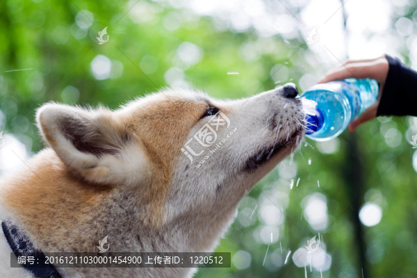 徒步旅行的狗喝水