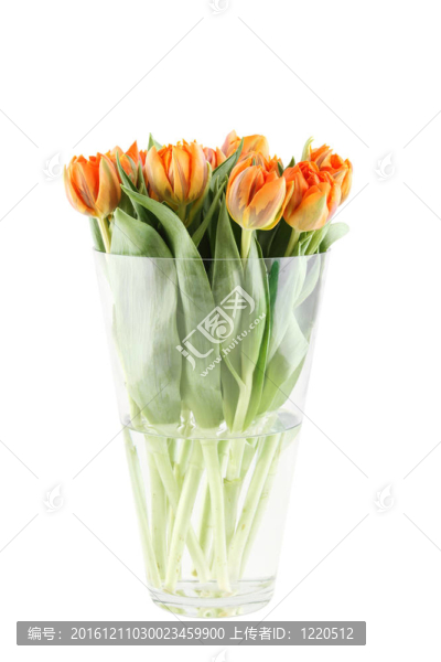 郁金香花束
