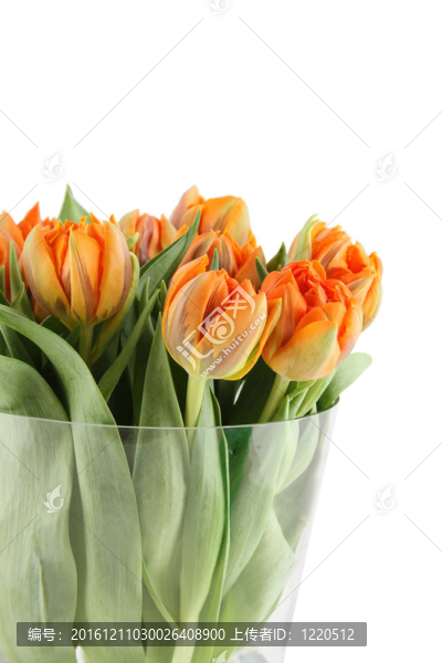 郁金香花束