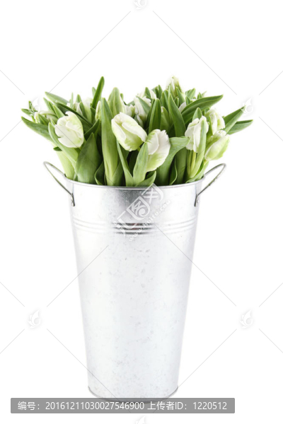郁金香花束