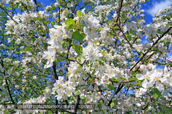 flowerses到蘋果樹