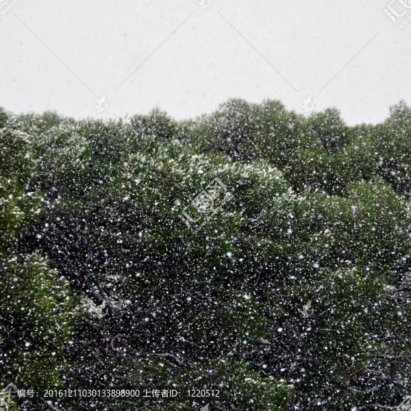 密集的暴風(fēng)雪