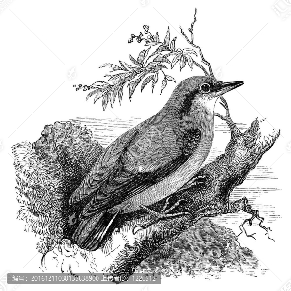 五子雀鳥的老式插畫