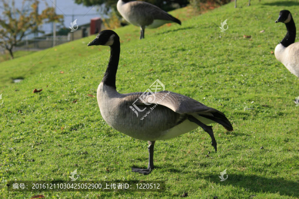 鵝腿舉